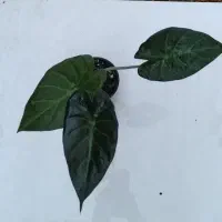 آلوکازیا رگال شیلد|گل و گیاه طبیعی|خمینی‌شهر, |دیوار