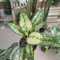 گل های آپارتمانی شاداب و مناسب|گل و گیاه طبیعی|برازجان, |دیوار