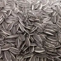 تخمه آفتابگردان کانادایی اصل درجه یک