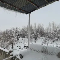 دامداری-مجوز-دار-200-راسی