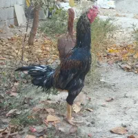 خروس لاری معاوضه