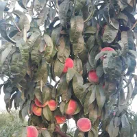 نهالستان همیشه سبز|خدمات باغبانی و درختکاری|نسیم‌شهر, |دیوار