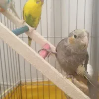 ۲عدد جوجه ۳ماهه عروس هلندی دستی