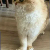 گربه گلد و سیلور نر جهت جفت گیری|گربه|تبریز, |دیوار