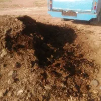 کود حیوانی عالی سوخته کامل گوسفندی وگاوی....