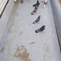 11تا|پرنده|میبد, |دیوار