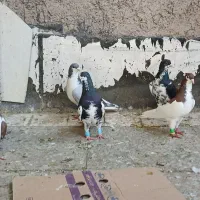 فروش کبوتر پرشی فوری