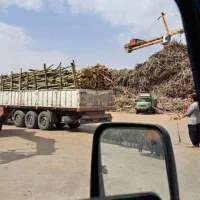 قطع نخل و درخت با خرید چوب|خدمات باغبانی و درختکاری|بهبهان, |دیوار