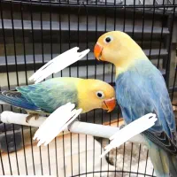 طوطی پاربلو اوپلاین یووینگ عروس قناری قفس