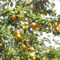 نهال های تایید شده جهاد|خدمات باغبانی و درختکاری|عجب شیر, |دیوار