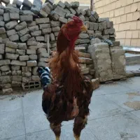 خروس لاری تاج میل