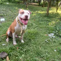 پیتبول اسفورد شایر|سگ|بابل, |دیوار