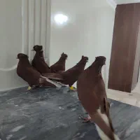 دم سفید|پرنده|قزوین, |دیوار