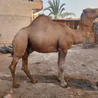 شتر وزن سنگین|حیوانات مزرعه|شاهرود, |دیوار