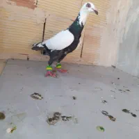 کبوتران علی خلیلی