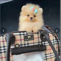 انوا.ع نژاد سگ های آپارتمانی|سگ|شیراز, فضلآباد|دیوار