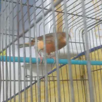 فروش ۵ عدد قناری نر مست اماده جفت|پرنده|بروجرد, |دیوار