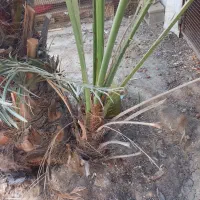 نخل برحی|گل و گیاه طبیعی|چمران, |دیوار