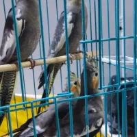 جوجه عروس هلندی دو ماهه