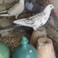 سه تا کبوتر|پرنده|اصفهان, آفاران|دیوار