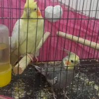 عروس هلندی جفت|پرنده|اهواز, شهرک اکباتان|دیوار