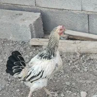 مرغ لاری و محلی|حیوانات مزرعه|سریش آباد, |دیوار