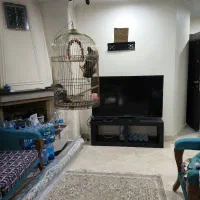 فوری عروس هلندی آلبینو جفت