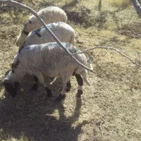 بره|حیوانات مزرعه|رفسنجان, |دیوار