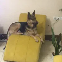 دو  قلاده سگ. ماده ژرمن شپرد