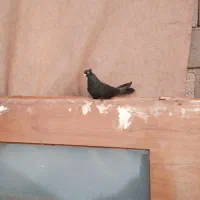 کفتر|پرنده|هریس, |دیوار