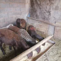 بره نر معاوضه با میش