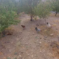 5 عدد مرغ و خروس