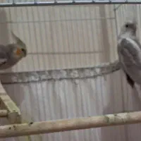 عروس هلندی مولد معاوضه|پرنده|خمینی‌شهر, |دیوار