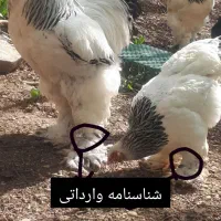 مزرعه برهما جوجه برهما مرغ خروس برهما مولد فروشی|حیوانات مزرعه|تهران, تهرانپارس شرقی|دیوار