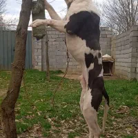 پیتبول|سگ|لاهیجان, شیشه گران|دیوار