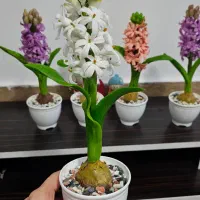 سنبل هفتسین