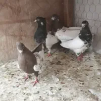 پرنده سرای اسمان پشت تپه چغا