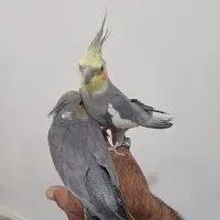 جوجه عروس هلندی رام رام