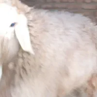 بره نر|حیوانات مزرعه|بیرجند, |دیوار