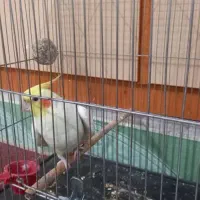 عروس هلندی با قفس|پرنده|شاهین‌شهر, خانه کارگر|دیوار