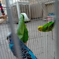 جفت مرغ عشق