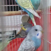 پرنده مرغ عشق