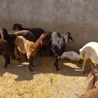 چند راس بره نر ماده هترو