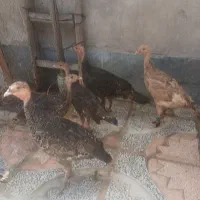بوقلمون