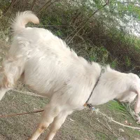 کهره نر|حیوانات مزرعه|میناب, |دیوار