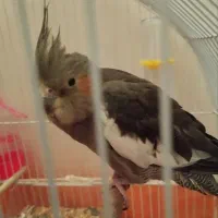 عروس هلندی ماده آهویی