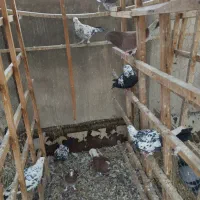 کفتر تهران قم ساعت سنگین کفتر بگرد خوش ذات