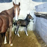 اسب  مادیون با دو کره نریان نژاد کرد|اسب و تجهیزات اسب‌سواری|ملایر, |دیوار