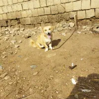 سگ پاکوتا