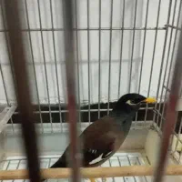 مینا افغان درشت|پرنده|مشهد, نوده|دیوار